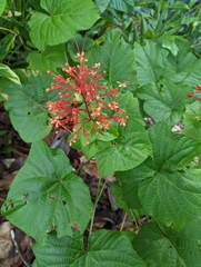 Clerodendrum paniculatum