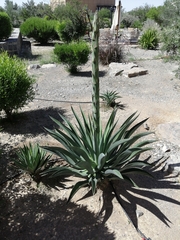 Agave palmeri