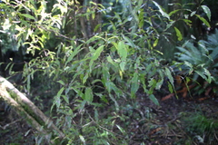 Beilschmiedia tawa