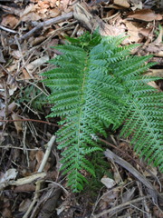 Polystichum aculeatum