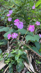 Silene dioica