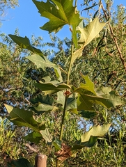 Platanus racemosa