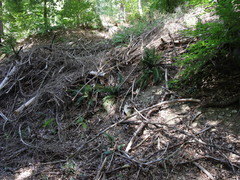 Polystichum aculeatum