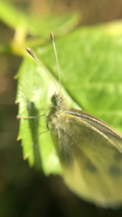 Pieris