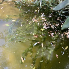 Egeria densa