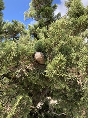Cupressus sempervirens