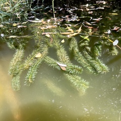 Egeria densa