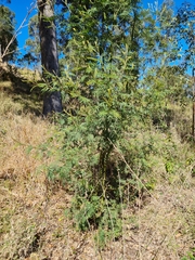 Acacia irrorata