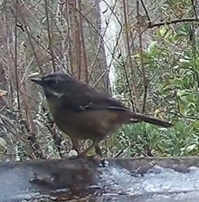 Sericornis frontalis