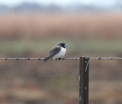 Artamus leucorynchus