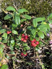Vaccinium vitis-idaea