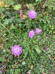 Sixalix atropurpurea