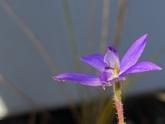 Glossodia minor