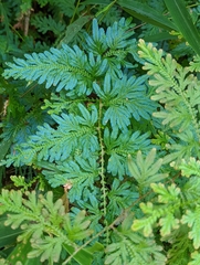 Selaginella willdenowii