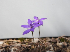 Glossodia minor
