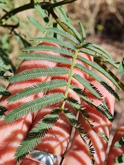 Acacia irrorata