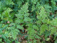 Selaginella willdenowii