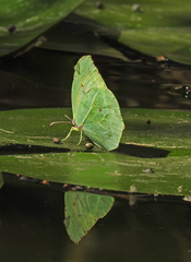 Gonepteryx cleopatra