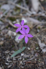 Glossodia minor