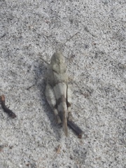 Oedipoda caerulescens