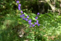 Campanula rhomboidalis