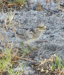 Burhinus capensis capensis
