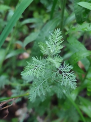 Artemisia pontica