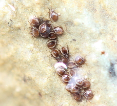 Hydrozetes