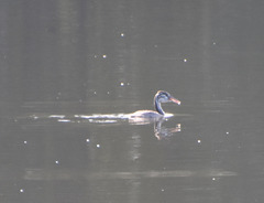 Podiceps cristatus
