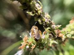 Anthophila