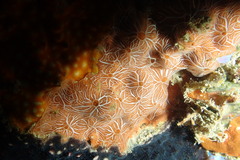 Clathria mima