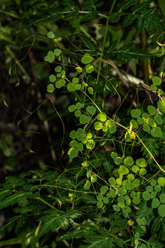 Thalictrum image