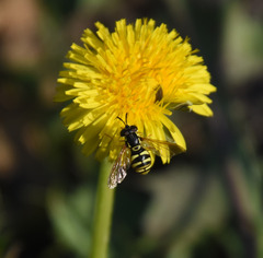Chrysotoxum