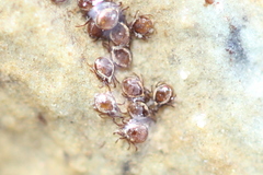 Hydrozetes