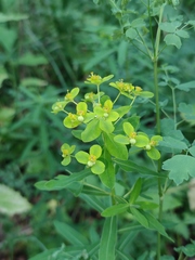 Euphorbia semivillosa
