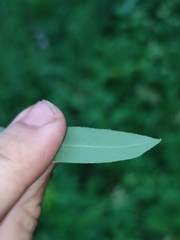 Euphorbia semivillosa