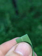 Euphorbia semivillosa