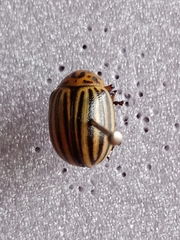 Leptinotarsa decemlineata