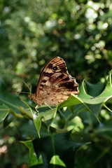 Pararge aegeria