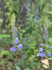 Veronica teucrium