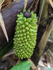 Amorphophallus