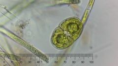 Cosmarium