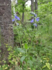 Veronica teucrium