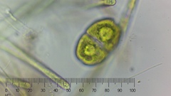 Cosmarium
