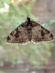 Xanthorhoe fluctuata