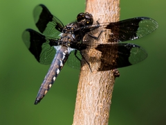 Plathemis lydia