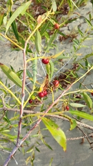 Salix acutifolia