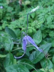 Clematis integrifolia