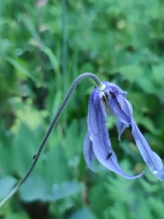 Clematis integrifolia
