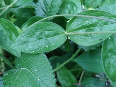 Clematis integrifolia